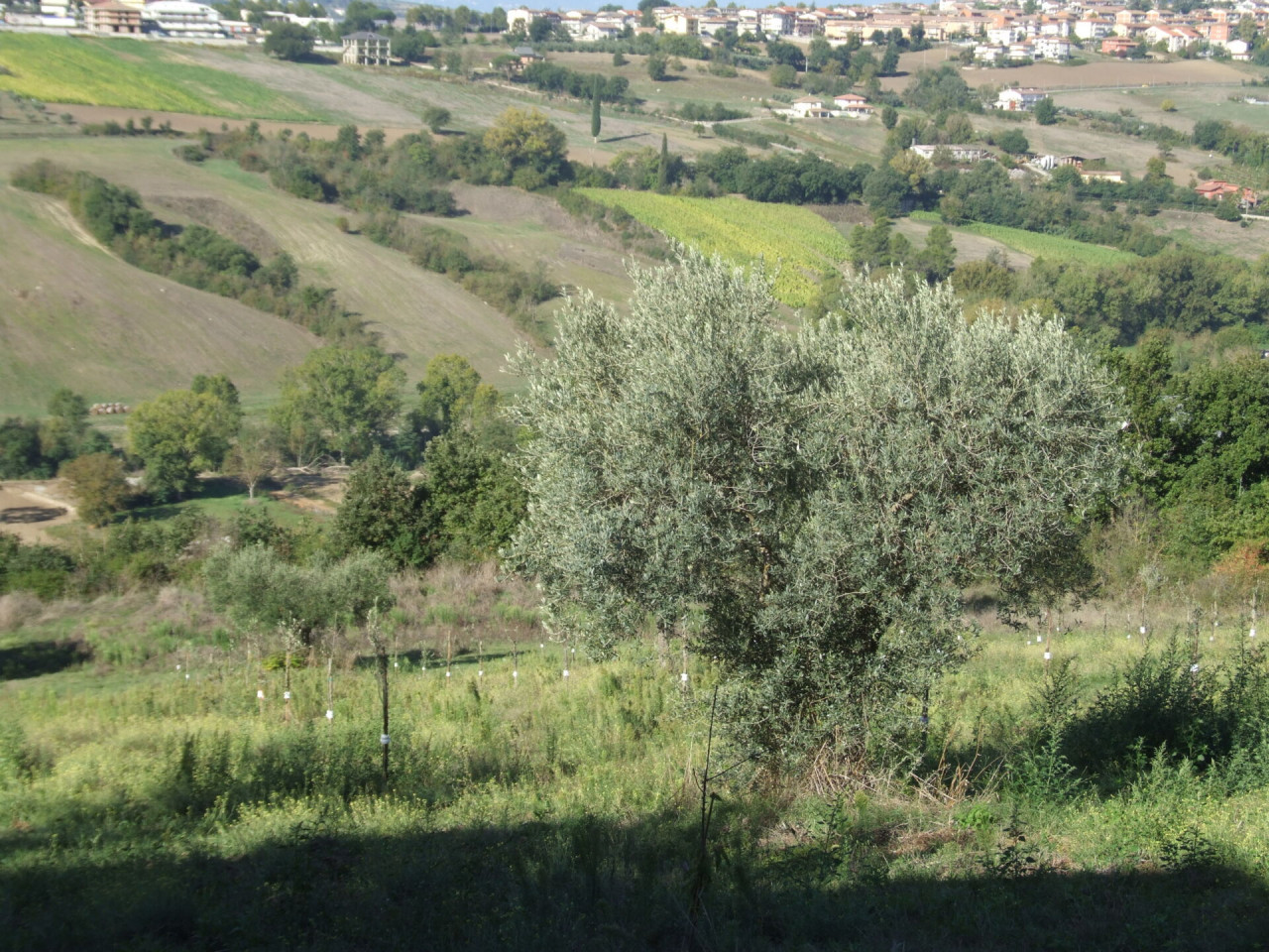 immagine annuncio 11 di 14
