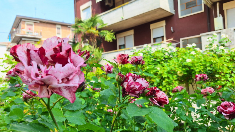 Sogni una casa singola, con giardino, con tanto spazio per far crescere la tua famiglia e possibi...