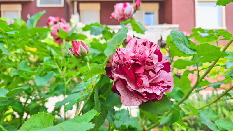 Sogni una casa singola, con giardino, con tanto spazio per far crescere la tua famiglia e possibi...