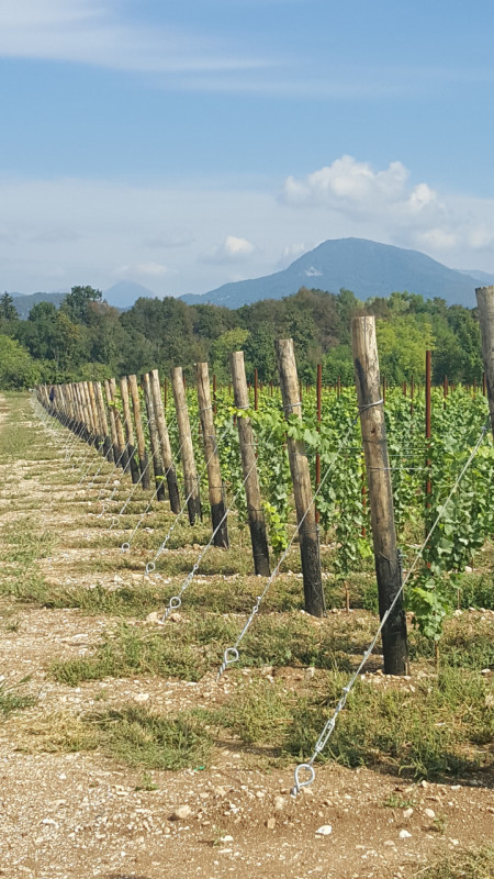 Proponiamo in vendita una straordinaria azienda agricola situata nella splendida campagna della p...