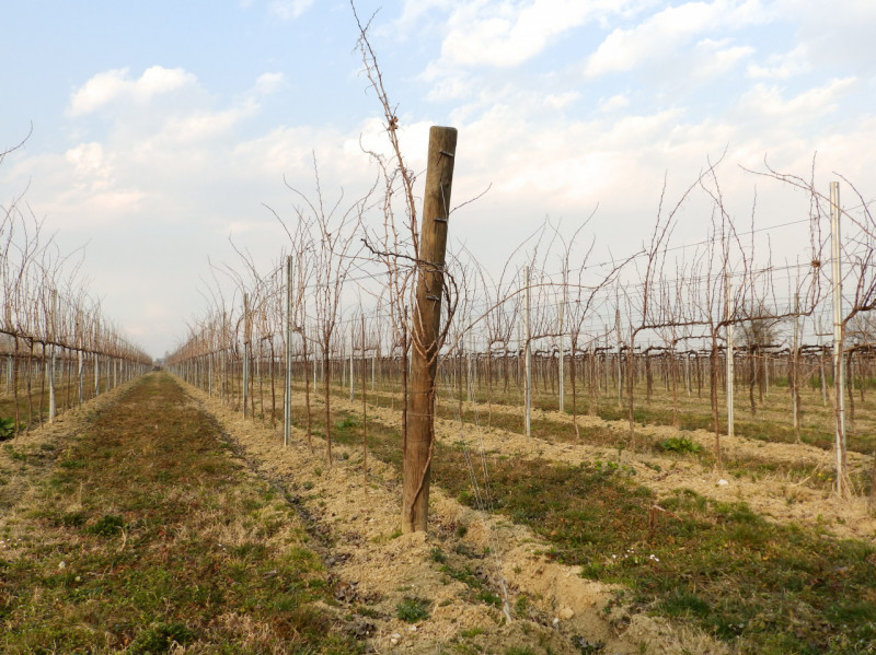 Proponiamo in vendita una straordinaria azienda agricola situata nella splendida campagna della p...