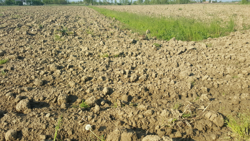 Nel comune di Portogruaro, proponiamo in vendita un terreno agricolo a seminativo di circa 8 etta...