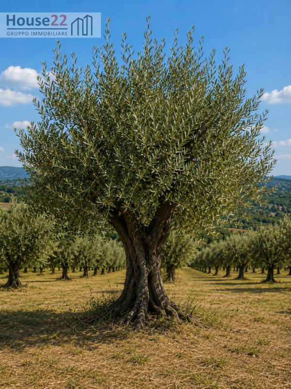 Scopri un'opportunità unica nel cuore della splendida Noto, patrimonio dell'umanità UNESCO e gioi...