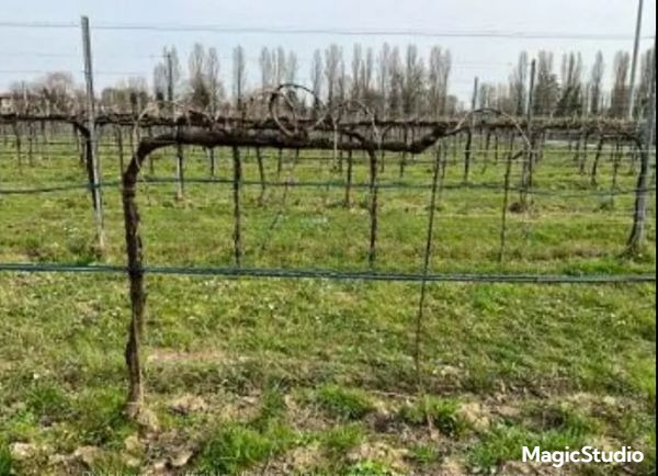 Vendesi all'asta terreno in data 3 luglio 2026

Terreno di 25170 mqcon sopra un vigneto coltivato...