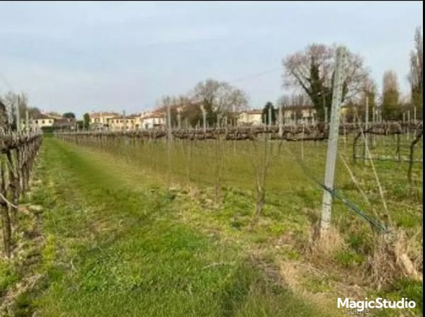 Vendesi all'asta terreno in data 3 luglio 2026

Terreno di 25170 mqcon sopra un vigneto coltivato...