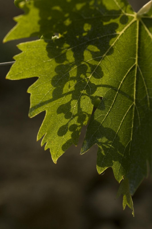 Immerso nel paesaggio dei Colli Berici, in posizione pedecollinare e perfettamente esposta, propo...