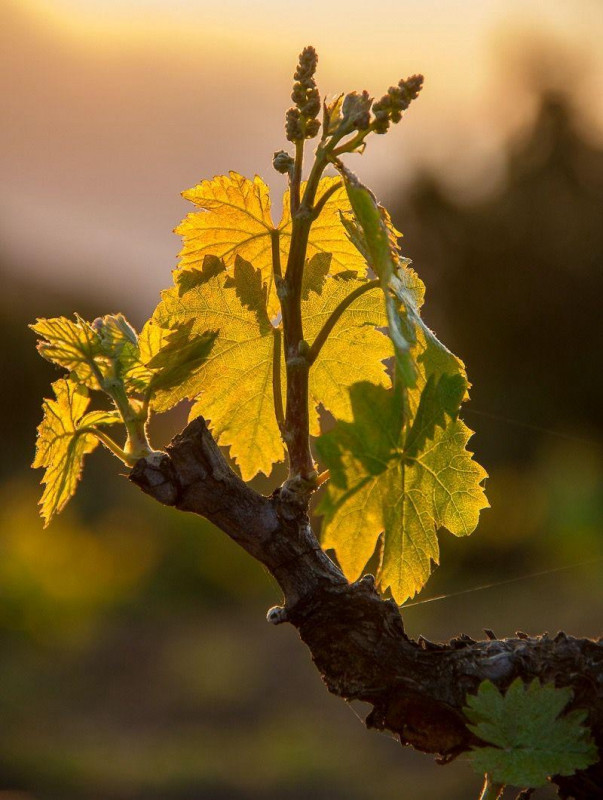 Immerso nel paesaggio dei Colli Berici, in posizione pedecollinare e perfettamente esposta, propo...