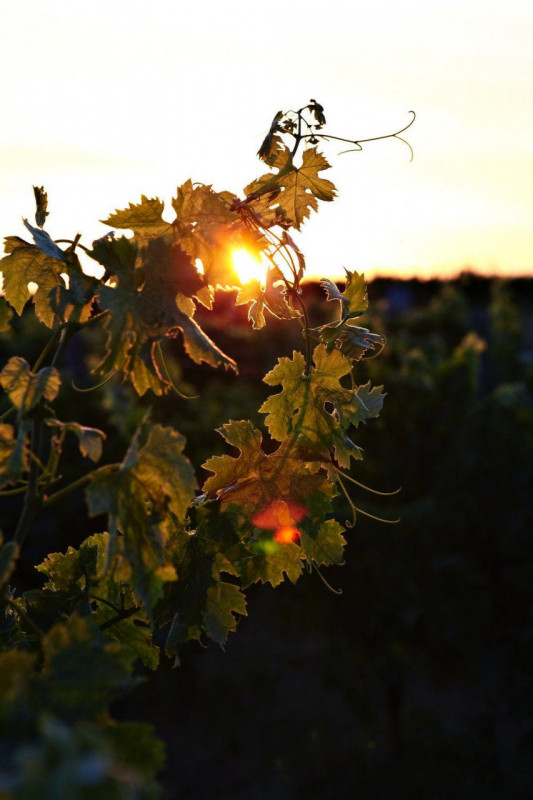 Immerso nel paesaggio dei Colli Berici, in posizione pedecollinare e perfettamente esposta, propo...