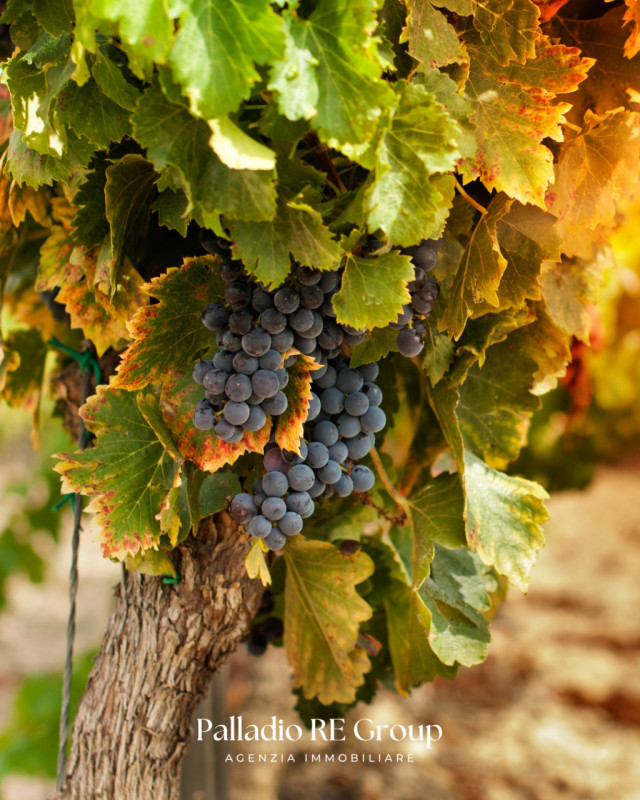 Nel cuore della storica Valpolicella, in provincia di Verona, si offre in vendita un'imperdibile ...