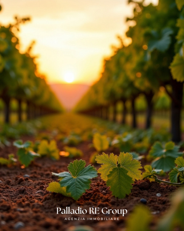 Nel cuore della storica Valpolicella, in provincia di Verona, si offre in vendita un'imperdibile ...