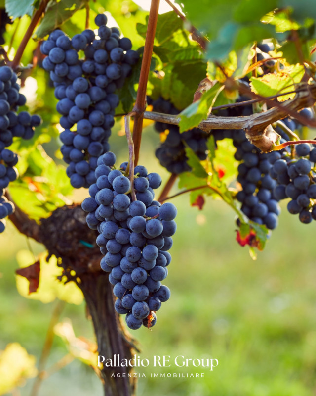 Nel cuore della storica Valpolicella, in provincia di Verona, si offre in vendita un'imperdibile ...