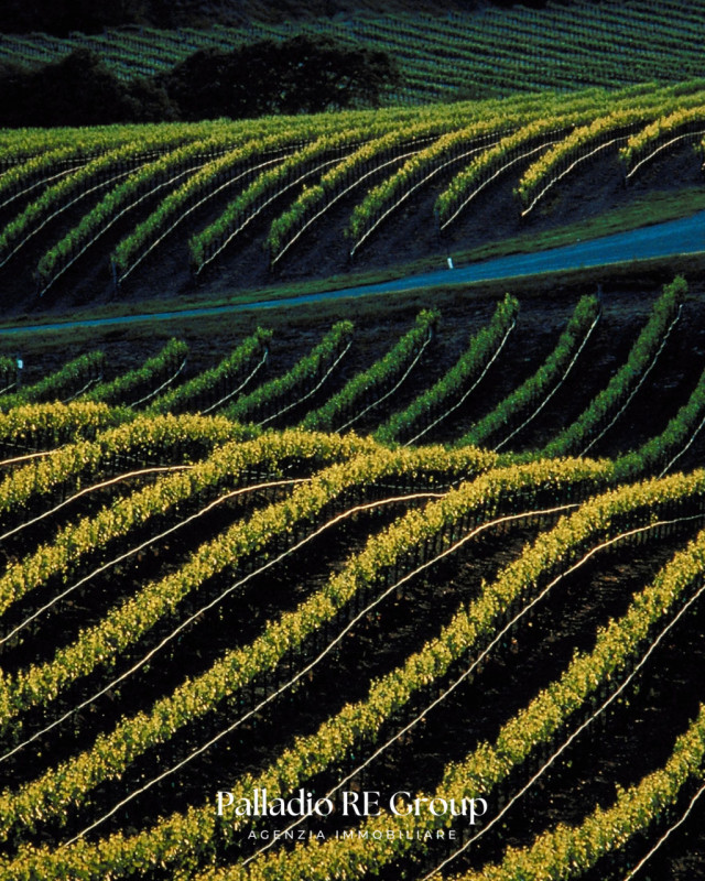 Nel cuore della storica Valpolicella, in provincia di Verona, si offre in vendita un'imperdibile ...