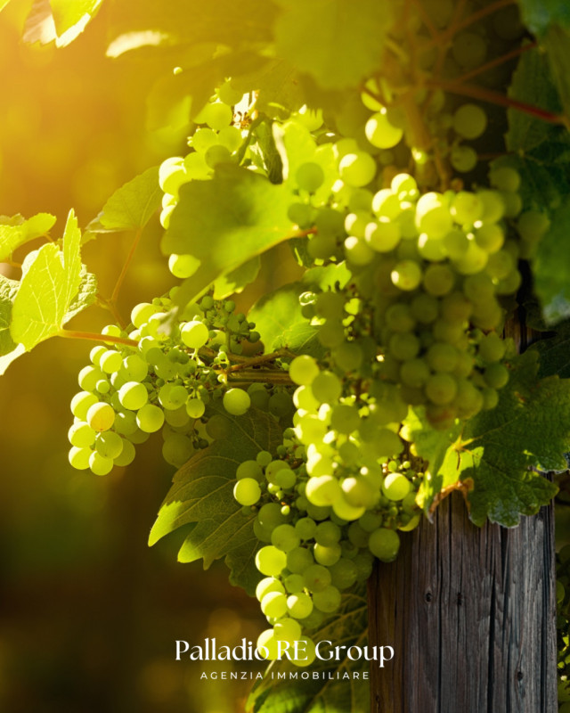 Nel cuore della storica Valpolicella, in provincia di Verona, si offre in vendita un'imperdibile ...