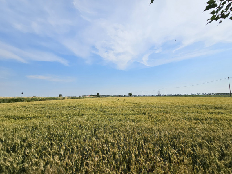 Proponiamo in vendita a Casale di Scodosia, spaziosa casa singola, ubicata in un contesto tranqui...
