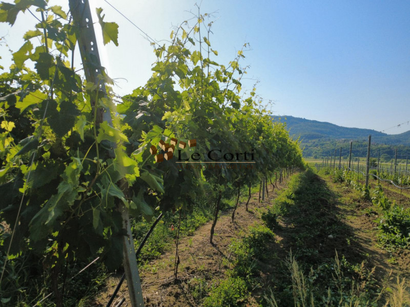 In zona vinicola rinomata e pianeggiante, proponiamo in vendita un terreno coltivato a vitigno in...