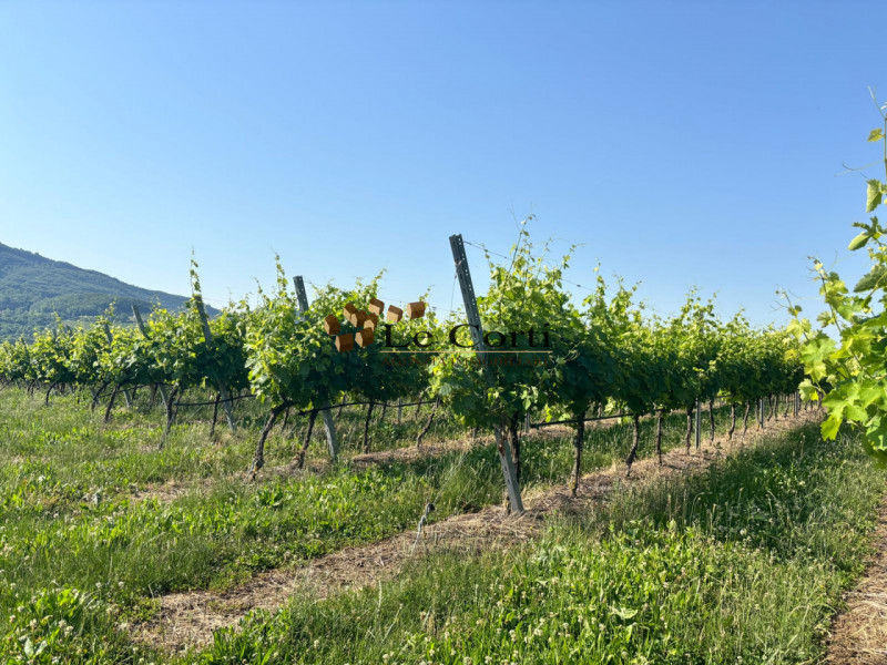 In zona vinicola rinomata e pianeggiante, proponiamo in vendita un terreno coltivato a vitigno in...