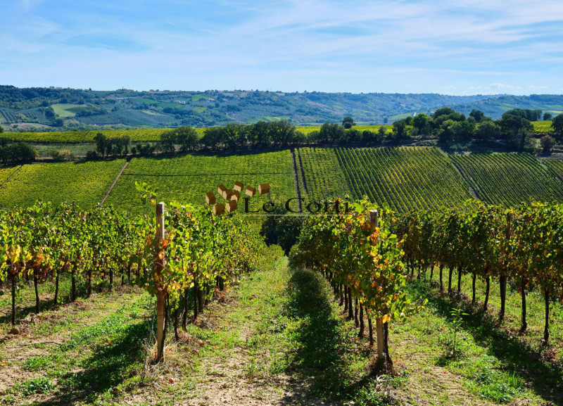 In zona vinicola rinomata e pianeggiante, proponiamo in vendita un terreno coltivato a vitigno in...