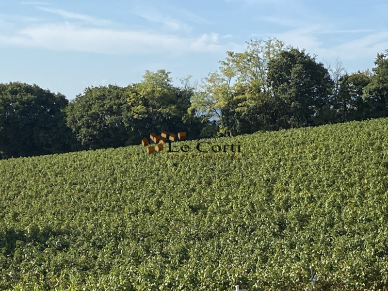In zona vinicola rinomata e pianeggiante, proponiamo in vendita un terreno coltivato a vitigno in...