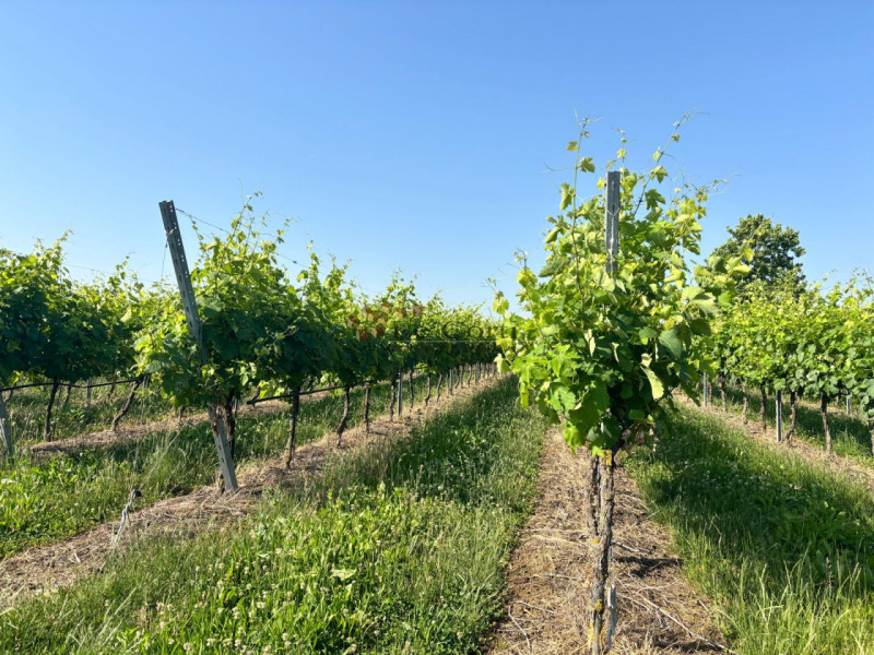 In una delle zone vinicole più rinomate del Veneto, proponiamo in vendita un terreno vigneto di b...