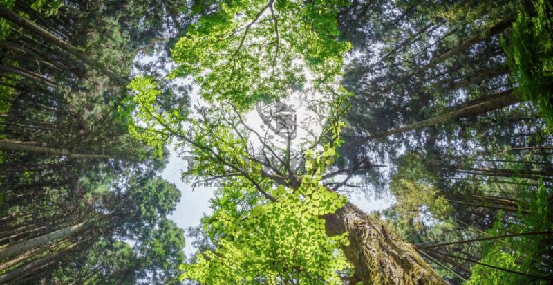 Proponiamo in vendita lotti di terreno boschivo e in parte seminativo situati nelle colline verdi...