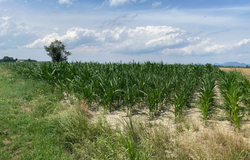 SANT'URBANO: scopri un'opportunità unica di investimento nel cuore della campagna veneta! Proponi...