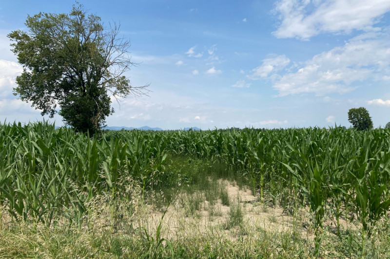 SANT'URBANO: scopri un'opportunità unica di investimento nel cuore della campagna veneta! Proponi...