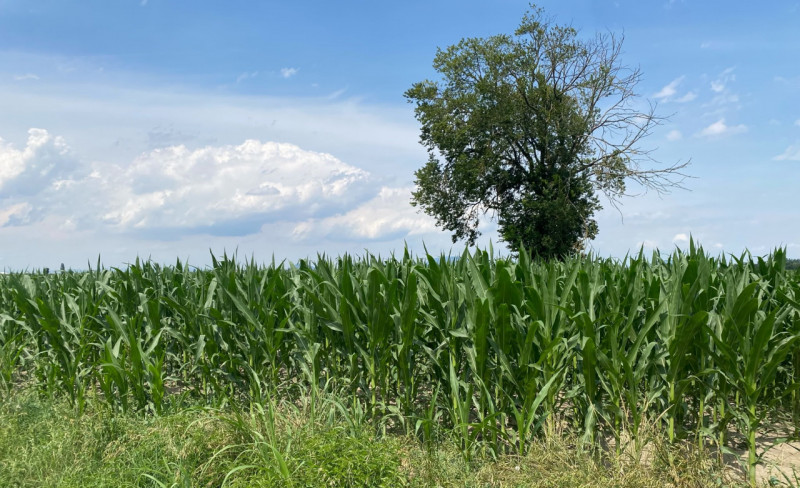 SANT'URBANO: scopri un'opportunità unica di investimento nel cuore della campagna veneta! Proponi...