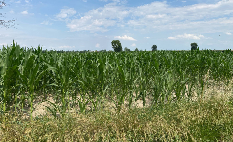 SANT'URBANO: scopri un'opportunità unica di investimento nel cuore della campagna veneta! Proponi...
