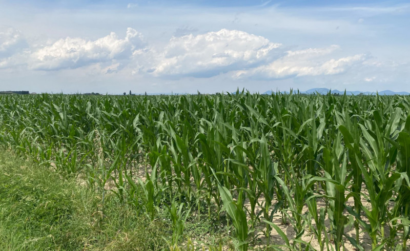 SANT'URBANO: scopri un'opportunità unica di investimento nel cuore della campagna veneta! Proponi...