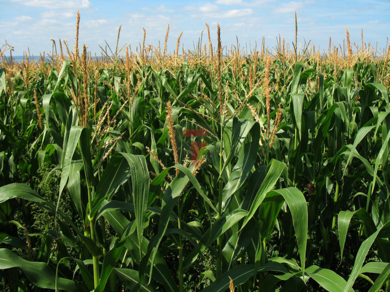 In zona di campagna del Comune di Curtarolo proponiamo in vendita un terreno agricolo di circa 8....