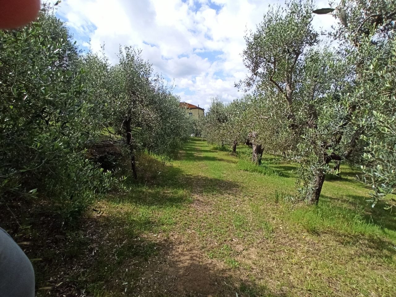 immagine annuncio 12 di 15