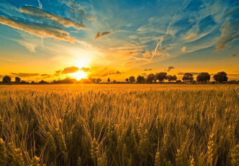 Proponiamo in vendita appezzamento di terreno agricolo di circa 19.800 mq.
Il terreno si presenta...