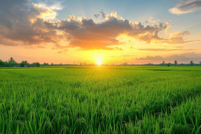 Proponiamo in vendita appezzamento di terreno agricolo di circa 19.800 mq.
Il terreno si presenta...