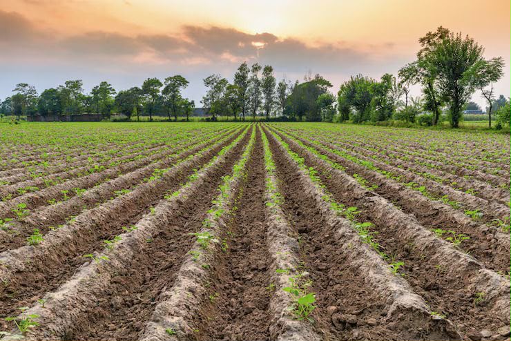 Proponiamo in vendita appezzamento di terreno agricolo di circa 19.800 mq.
Il terreno si presenta...