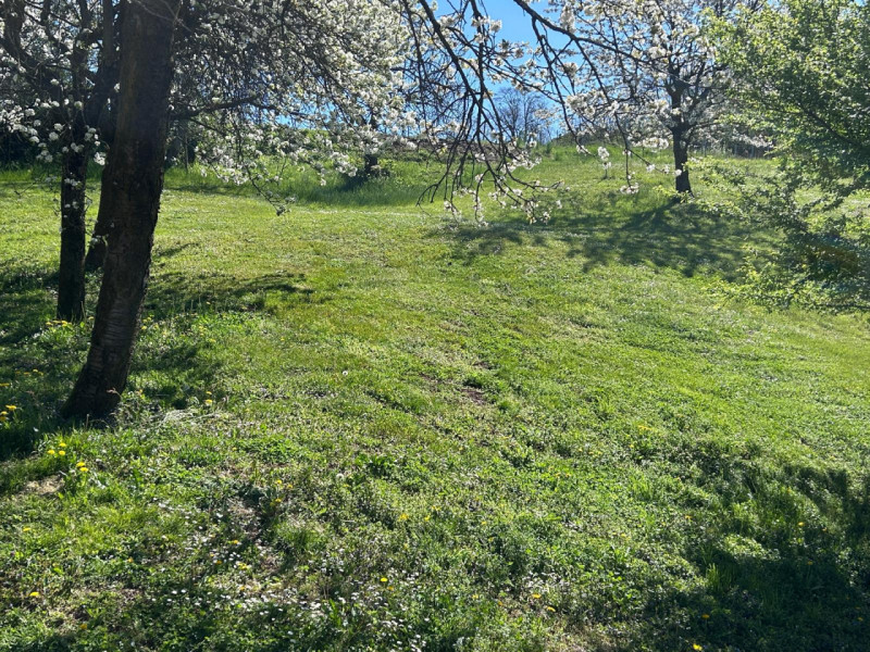 CALDOGNO: VENDESI TERRENO AGRICOLO di mq 23.000 circa, prezzo richiesto EURO 115.000 trattabili. ...
