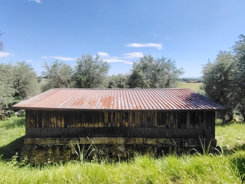 Uliveto in zona viale Asiago, posizione rialzata collinare. Circa 70 ulivi produttivi in area di ...