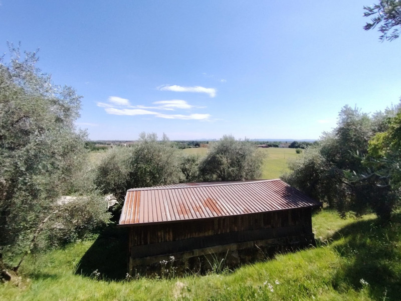 Uliveto in zona viale Asiago, posizione rialzata collinare. Circa 70 ulivi produttivi in area di ...