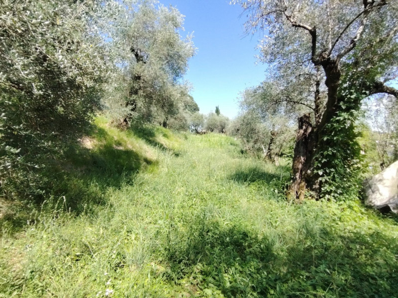 Uliveto in zona viale Asiago, posizione rialzata collinare. Circa 70 ulivi produttivi in area di ...