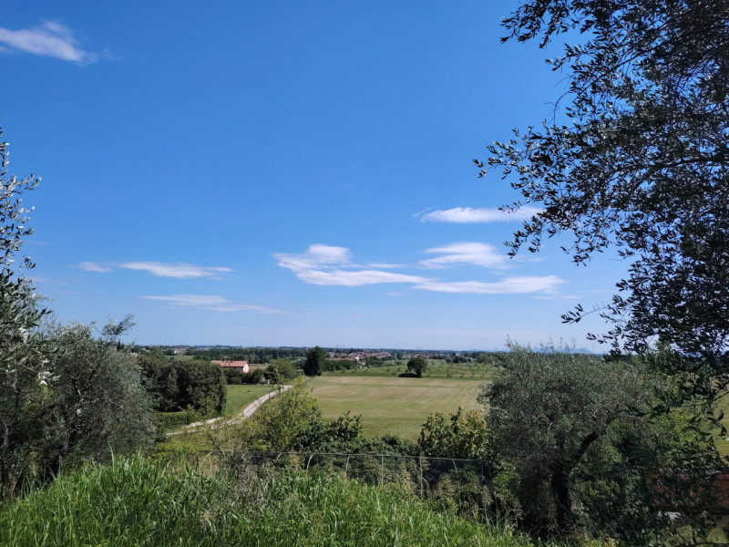 Uliveto in zona viale Asiago, posizione rialzata collinare. Circa 70 ulivi produttivi in area di ...