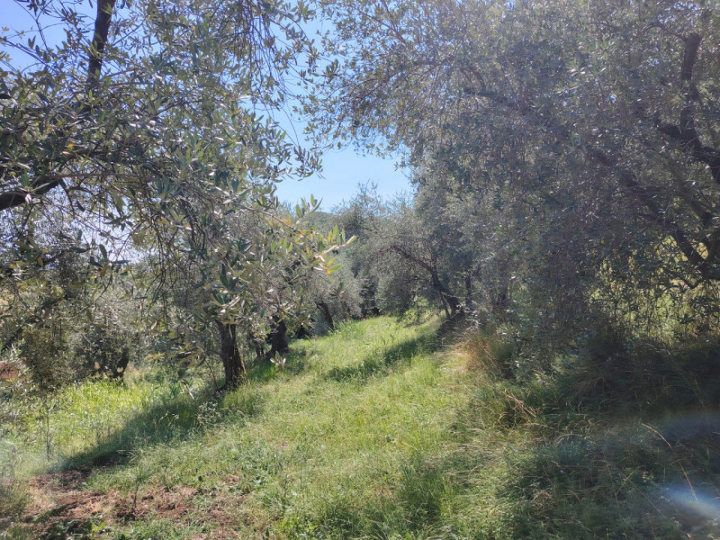 Uliveto in zona viale Asiago, posizione rialzata collinare. Circa 70 ulivi produttivi in area di ...