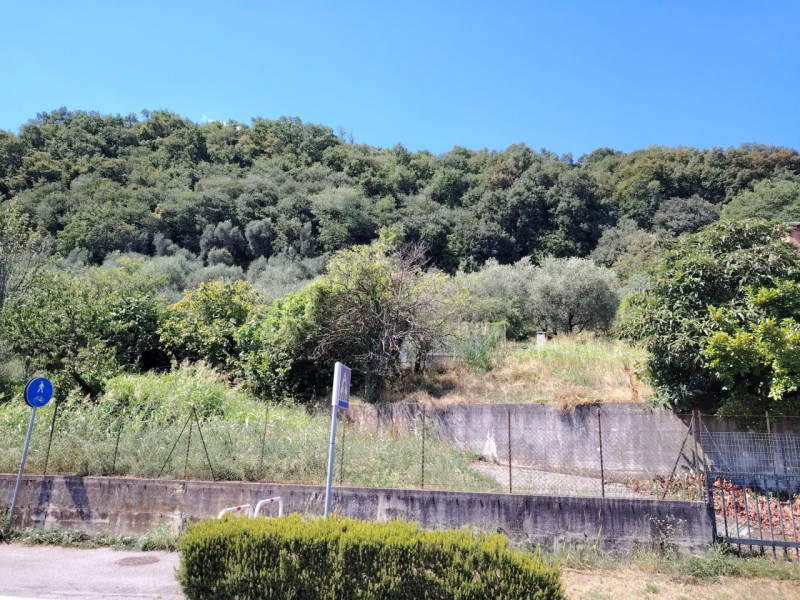 Uliveto in zona viale Asiago, posizione rialzata collinare. Circa 70 ulivi produttivi in area di ...
