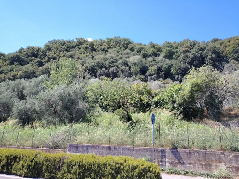 Uliveto in zona viale Asiago, posizione rialzata collinare. Circa 70 ulivi produttivi in area di ...