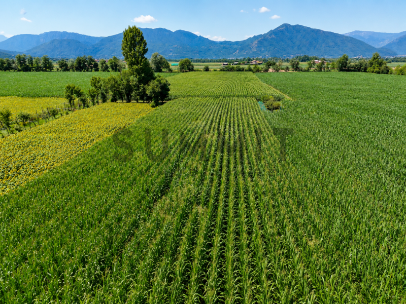 MALO: CASA SINGOLA immersa nel verde con fabbricati accessori e terreno agricolo di circa 8.000 m...